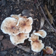 Collybia sp. (TBC) at Bodalla State Forest - 16 May 2022 by mahargiani