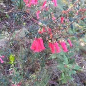 Epacris impressa at Bodalla, NSW - 16 May 2022 10:52 AM