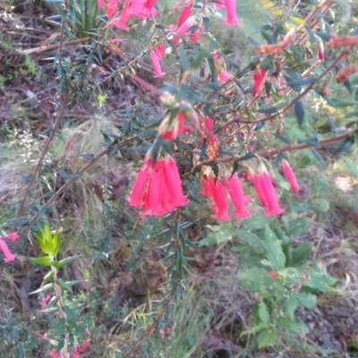 Epacris impressa (Common Heath) at Bodalla State Forest - 16 May 2022 by mahargiani