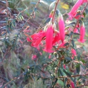 Epacris impressa at Bodalla, NSW - 16 May 2022 10:52 AM