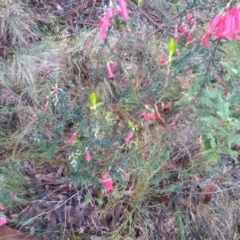 Epacris impressa at Bodalla, NSW - 16 May 2022 10:52 AM