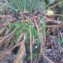 Asplenium flabellifolium (Necklace fern) at Bodalla, NSW - 16 May 2022 by mahargiani