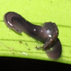 Anisorhynchodemus guttatus at Acton, ACT - 28 Apr 2022