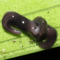 Anisorhynchodemus guttatus at Acton, ACT - 28 Apr 2022 10:18 AM