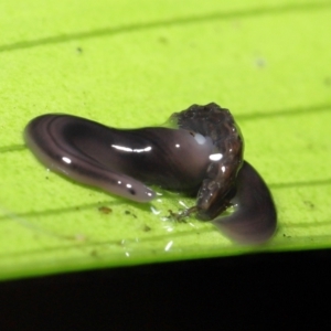 Anisorhynchodemus guttatus at Acton, ACT - 28 Apr 2022 10:18 AM