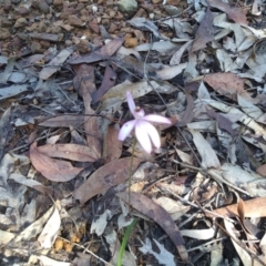 Caladenia picta (Painted Fingers) at Bodalla State Forest - 16 May 2022 by mahargiani