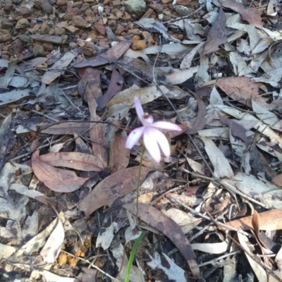 Caladenia picta (Painted Fingers) at Bodalla, NSW - 16 May 2022 by mahargiani