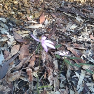 Caladenia picta at Bodalla, NSW - suppressed