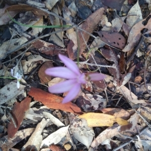 Caladenia picta at Bodalla, NSW - 16 May 2022