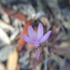 Caladenia picta at Bodalla, NSW - 16 May 2022