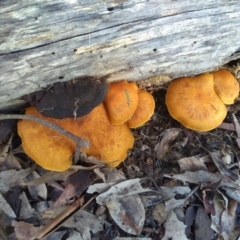 Gymnopilus sp. (TBC) at Bodalla State Forest - 16 May 2022 by mahargiani