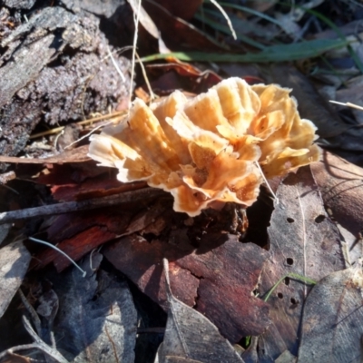 Unidentified Underside smooth or wrinkled/roughened <Stereum etc> at Bodalla, NSW - 16 May 2022 by mahargiani