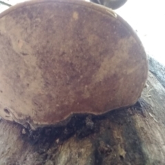 Unidentified Pored or somewhat maze-like on underside [bracket polypores] at Bodalla, NSW - 16 May 2022 by mahargiani