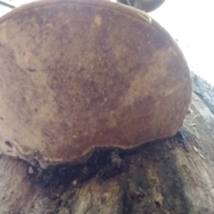 Trametes versicolor (TBC) at Bodalla State Forest - 16 May 2022 by mahargiani