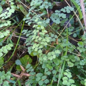 Adiantum aethiopicum at Bodalla, NSW - 16 May 2022