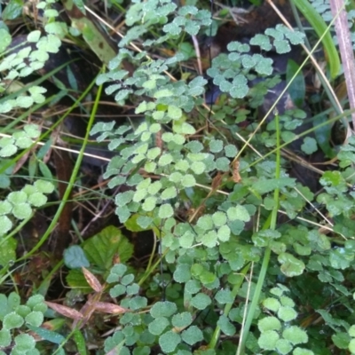 Adiantum aethiopicum (Common Maidenhair Fern) at Bodalla State Forest - 16 May 2022 by mahargiani