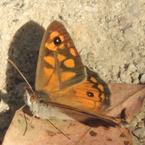Geitoneura klugii (Klug's Xenica / Marbled Xenica) at Paddys River, ACT by michaelb