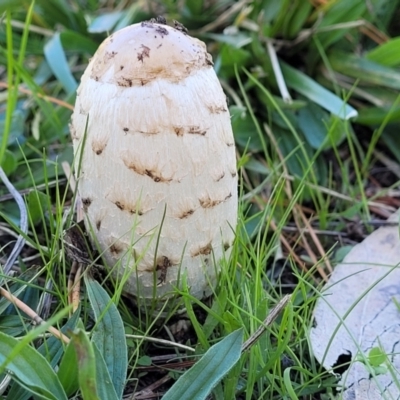 Coprinus comatus (Shaggy Ink Cap) at City Renewal Authority Area - 19 May 2022 by trevorpreston