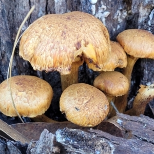 Gymnopilus junonius at Lyneham, ACT - 19 May 2022