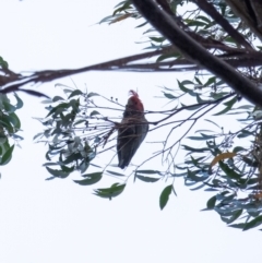 Callocephalon fimbriatum (Gang-gang Cockatoo) at Penrose, NSW - 10 May 2022 by Aussiegall