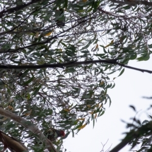 Callocephalon fimbriatum at Penrose, NSW - 10 May 2022