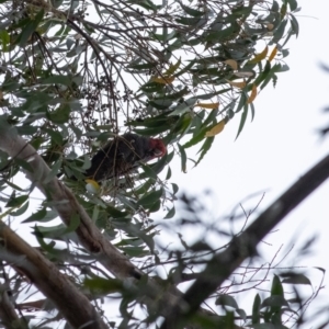 Callocephalon fimbriatum at Penrose, NSW - 10 May 2022