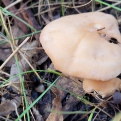 Unidentified Cap on a stem; gills below cap [mushrooms or mushroom-like] (TBC) at O'Connor, ACT - 19 May 2022 by trevorpreston