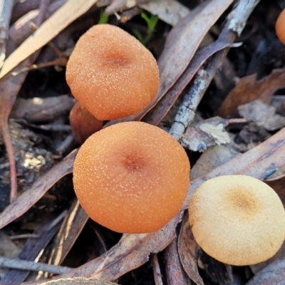 Unidentified Cap on a stem; gills below cap [mushrooms or mushroom-like] at O'Connor, ACT - 19 May 2022 by trevorpreston