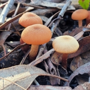 Laccaria sp. at O'Connor, ACT - 19 May 2022