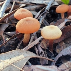 Laccaria sp. at O'Connor, ACT - 19 May 2022