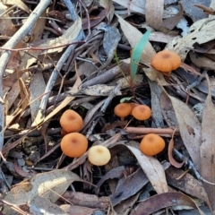 Laccaria sp. at O'Connor, ACT - 19 May 2022