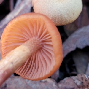 Laccaria sp. at O'Connor, ACT - 19 May 2022