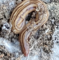 Fletchamia quinquelineata (Five-striped flatworm) at Bruce Ridge - 19 May 2022 by trevorpreston