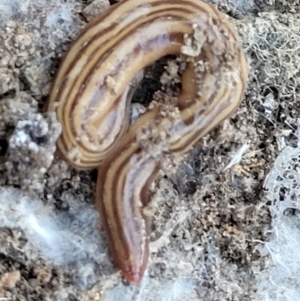 Fletchamia quinquelineata (Five-striped flatworm) at O'Connor, ACT by trevorpreston