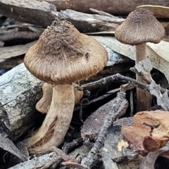 Inocybe sp. (Inocybe) at Bruce Ridge - 19 May 2022 by trevorpreston