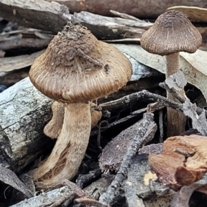Inocybe sp. at O'Connor, ACT - 19 May 2022