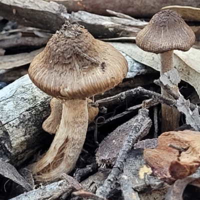 Inocybe sp. (Inocybe) at Bruce Ridge - 19 May 2022 by trevorpreston