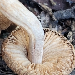 Inocybe sp. at O'Connor, ACT - 19 May 2022