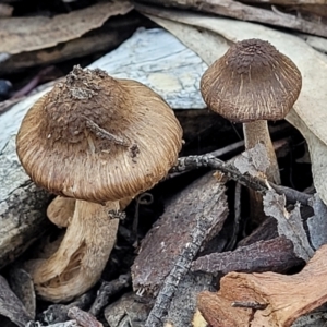 Inocybe sp. at O'Connor, ACT - 19 May 2022