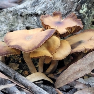 Cortinarius sp. at O'Connor, ACT - 19 May 2022 01:49 PM