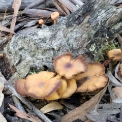 Cortinarius sp. at O'Connor, ACT - 19 May 2022 01:49 PM