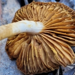 Cortinarius sp. at O'Connor, ACT - 19 May 2022