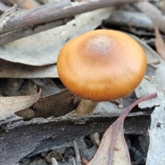 Cortinarius sp. at O'Connor, ACT - 19 May 2022 01:49 PM