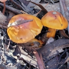 Cortinarius sinapicolor (Slimy Yellow Cortinar) at O'Connor, ACT - 19 May 2022 by trevorpreston