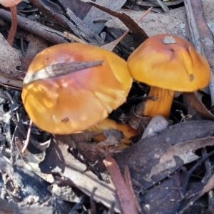 Cortinarius sinapicolor at Point 93 - 19 May 2022