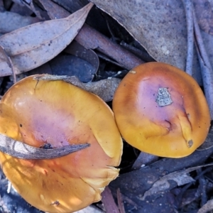 Cortinarius sinapicolor at Point 93 - 19 May 2022