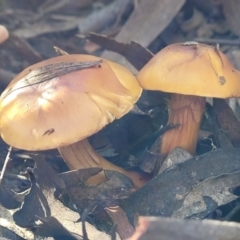 Cortinarius sinapicolor at Point 93 - 19 May 2022 01:50 PM