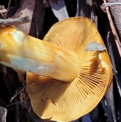 Cortinarius sinapicolor at Point 93 - 19 May 2022 01:50 PM