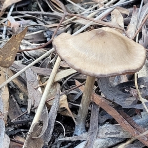 Pluteus sp. at O'Connor, ACT - 19 May 2022
