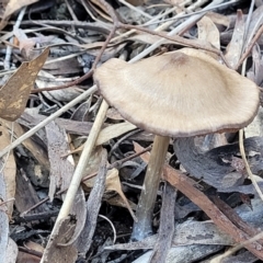 Unidentified Cap on a stem; gills below cap [mushrooms or mushroom-like] (TBC) at O'Connor, ACT - 19 May 2022 by trevorpreston